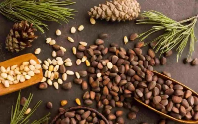 Can You Freeze Pine Nuts?
